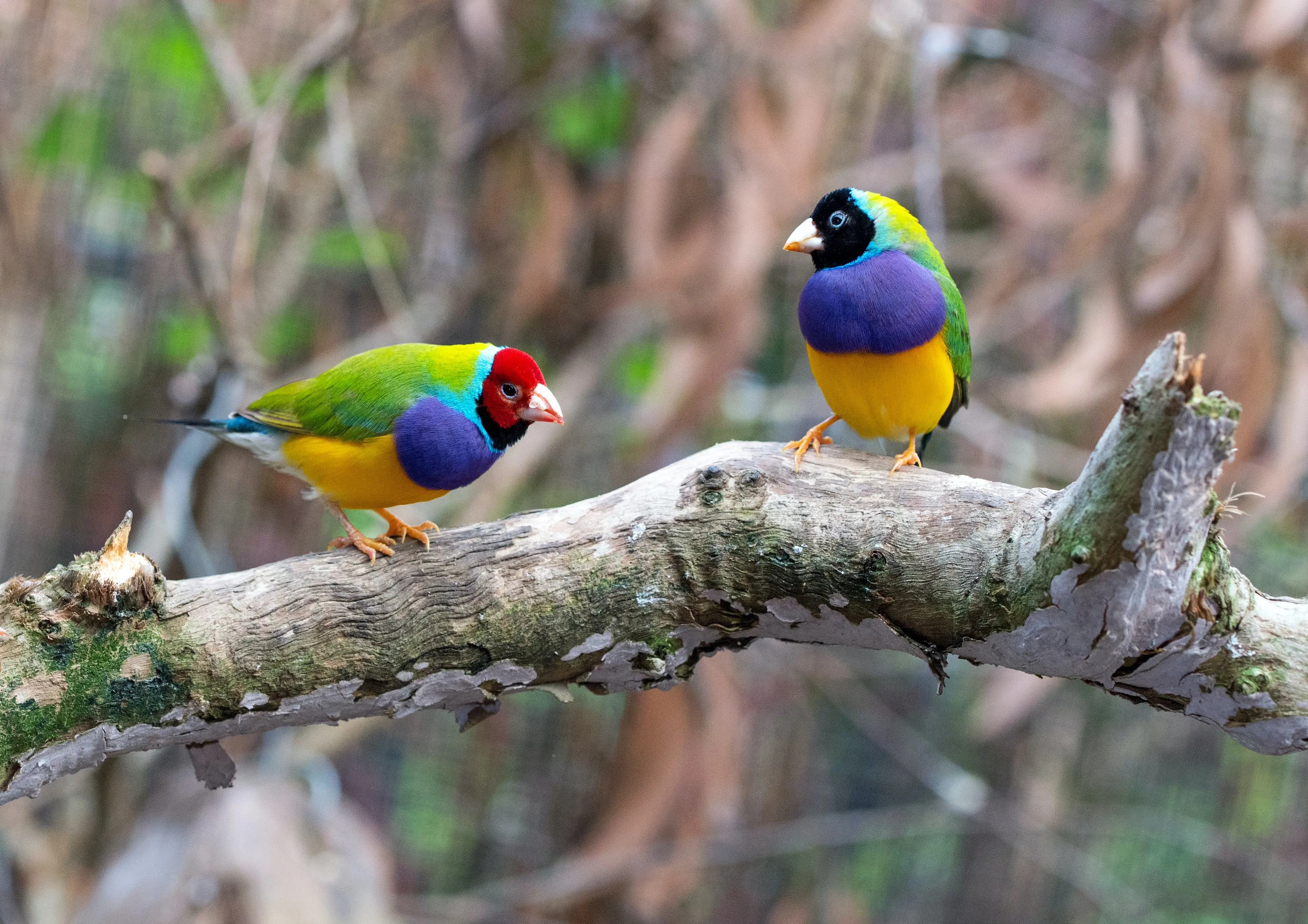 Gouldian finches on a branch