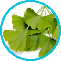 Ginkgo Biloba