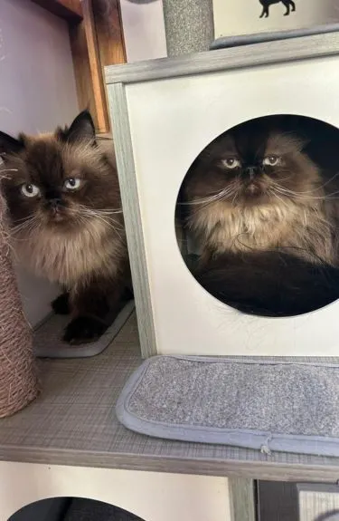 The Willows Cattery - Staines