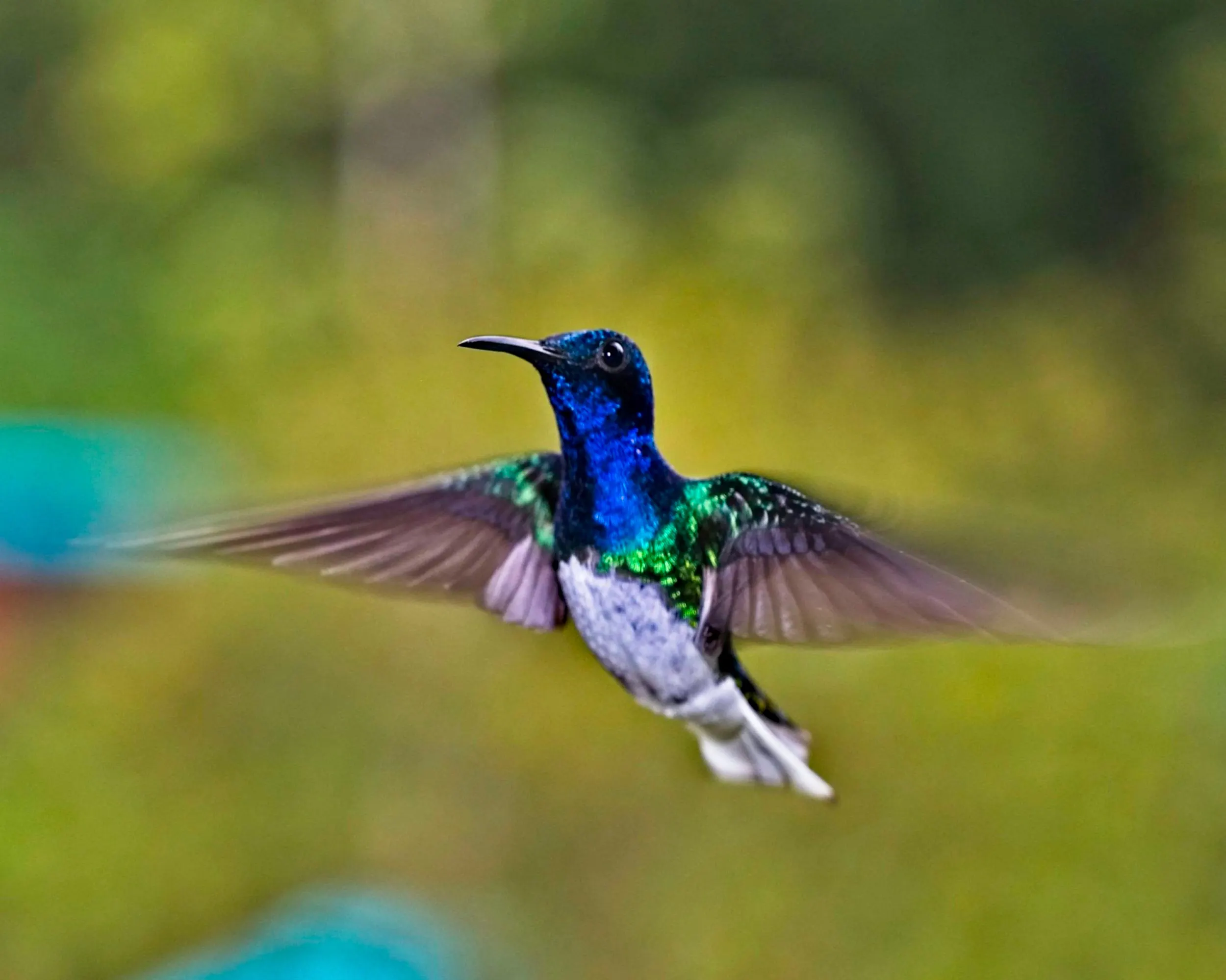 Himmingbird