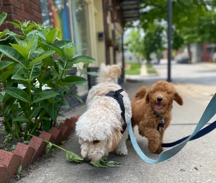 “Two small dogs walking on leash during private dog training session in Northwest Arkansas — learning leash manners and exploring calmly.”