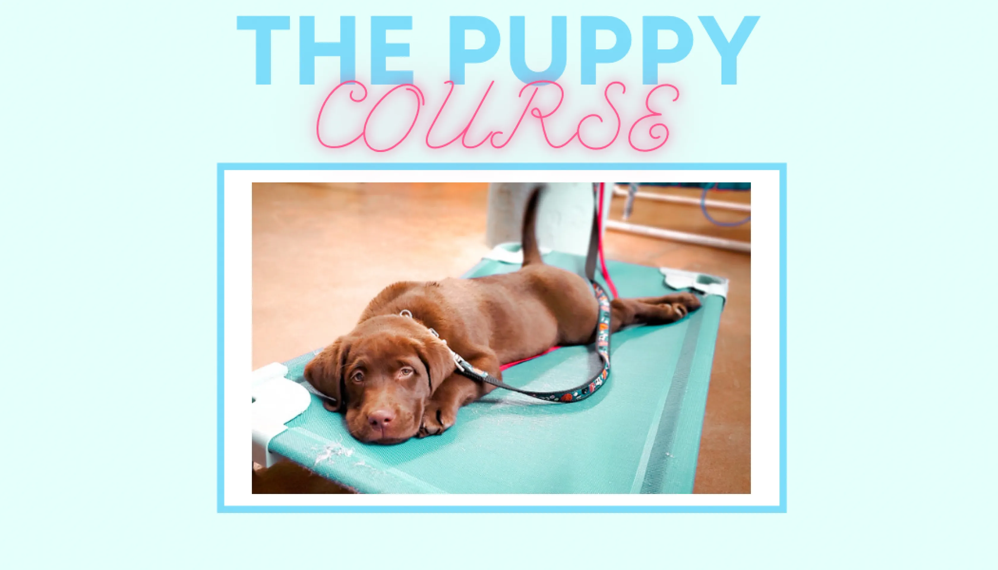 The puppy course