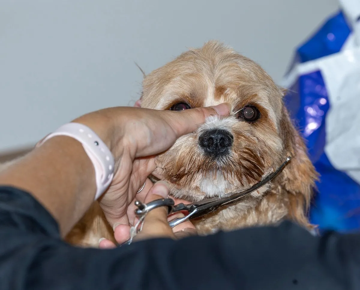 Winnie being groomed by Alicia at Strictly Paws