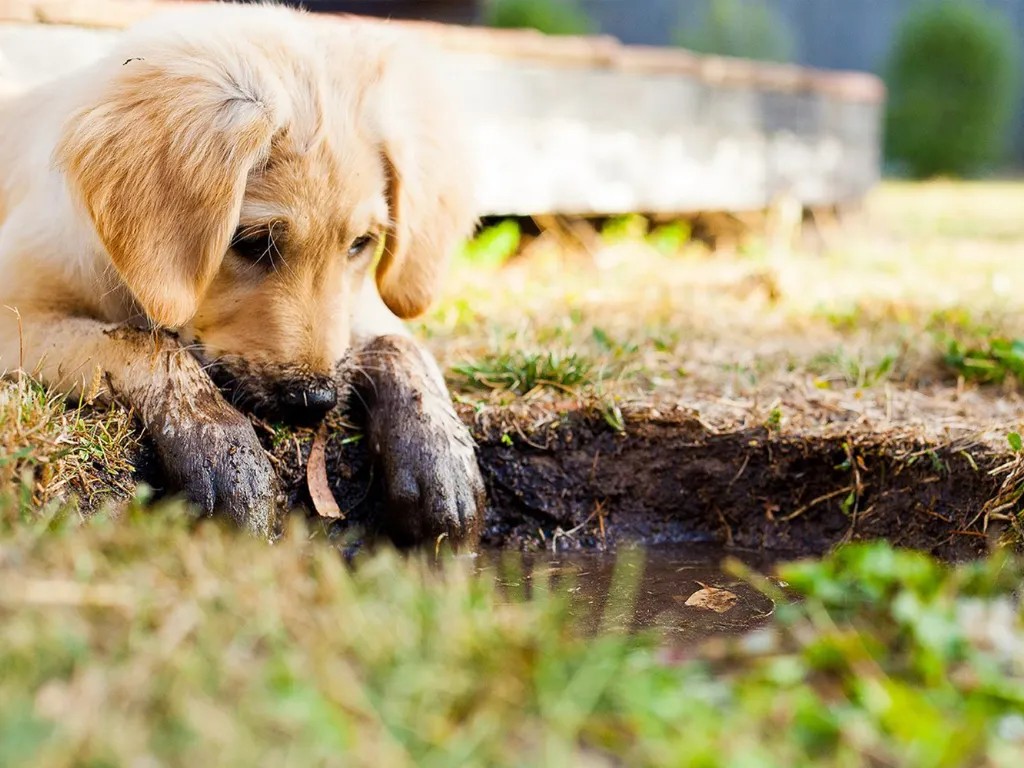 puppy digging aggression dog training springdale arkansas fayetteville