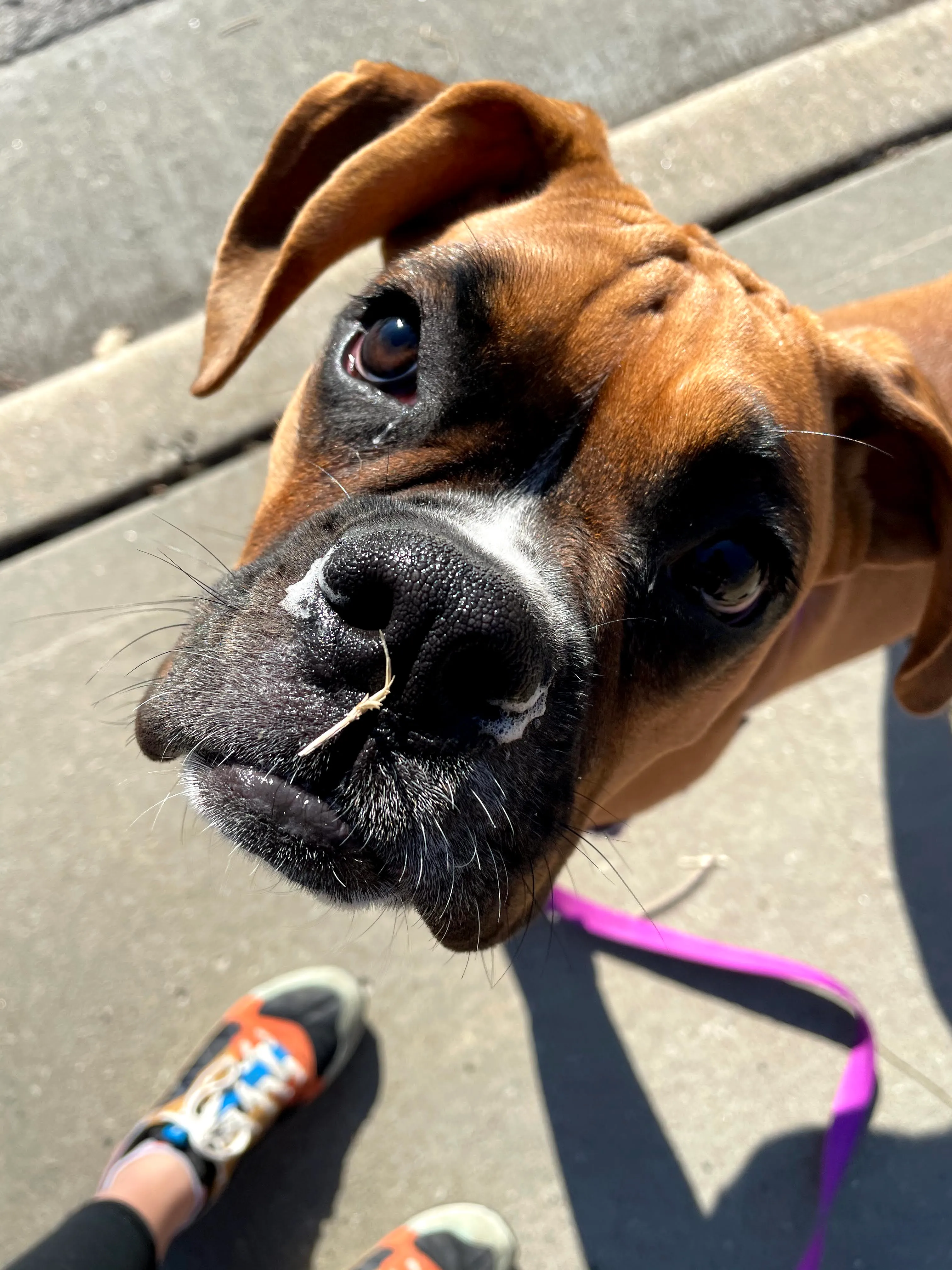 Boxer puppy newman's dog training Kansas City