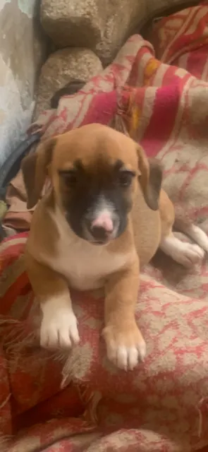 Donna: Light brown puppy with dark muzzle and floppy ears on red hearts blanket. Playful, young, good with kids.