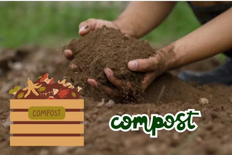 Compost Soil