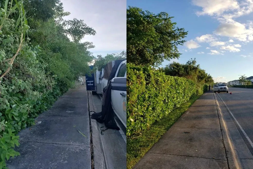 Tree pruning and tree trimming