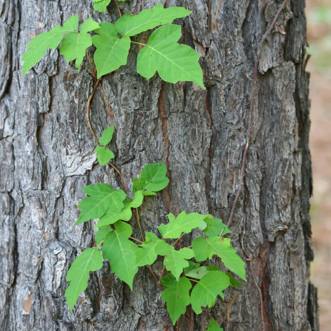 poison ivy removal on trees