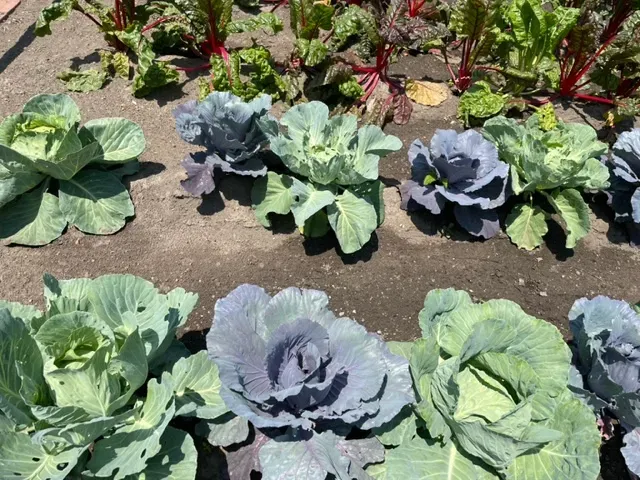 cabbages from the kitchen garden in colonial williamsburg