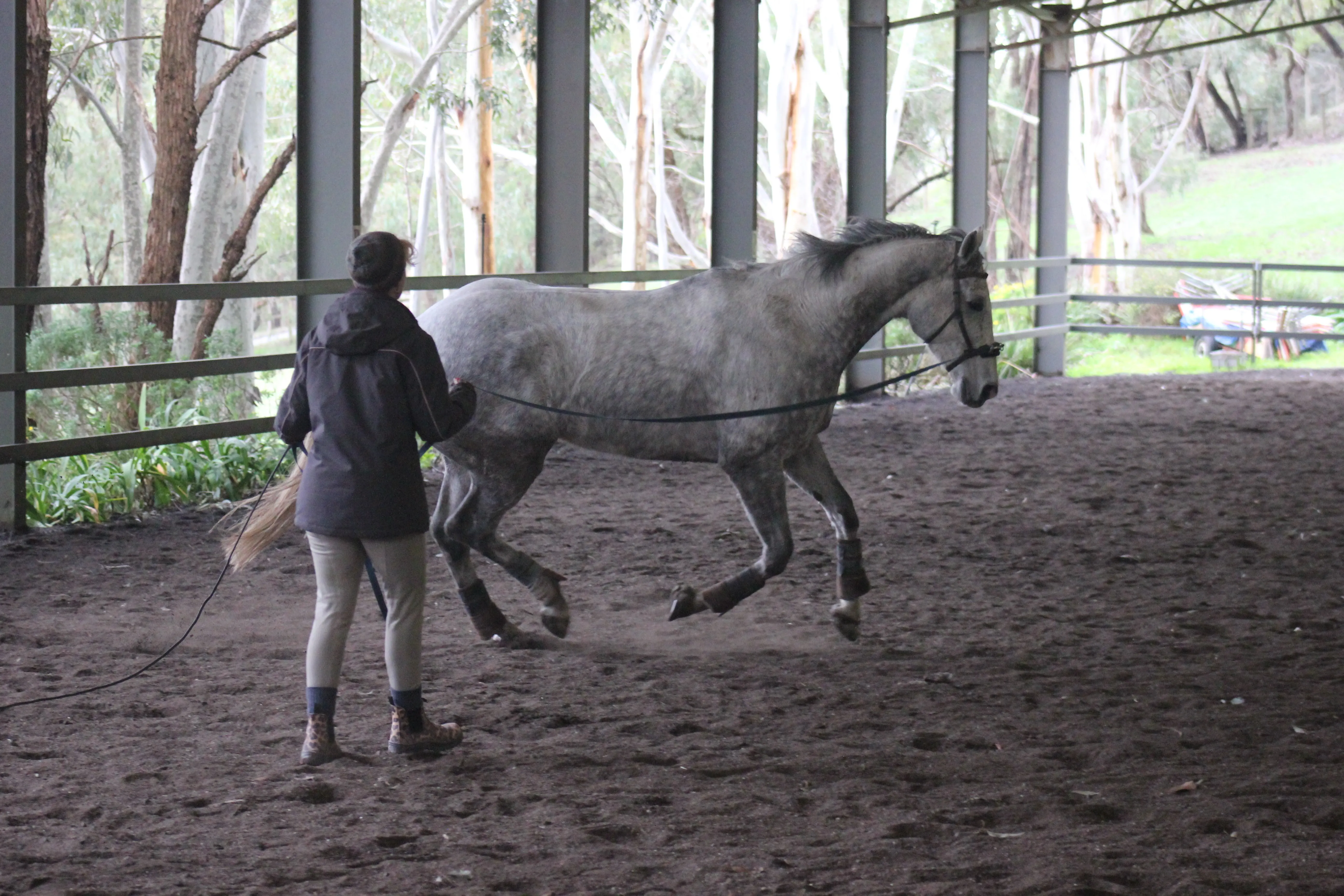 Bob being lunged in the arena to work on his athleticism and fitness while continuing to encourage balance and coordination