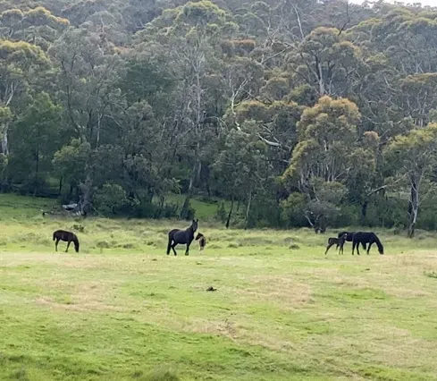Wild brumbies in the high country, seen during nature healing journey