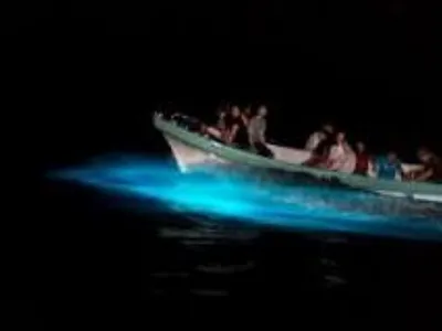 Incredible Panama - Bocas Del Toro - Bioluminescence