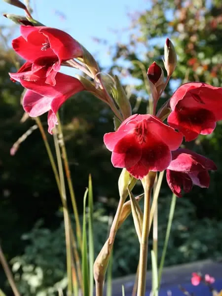 Gladiolus-Papilio-Ruby