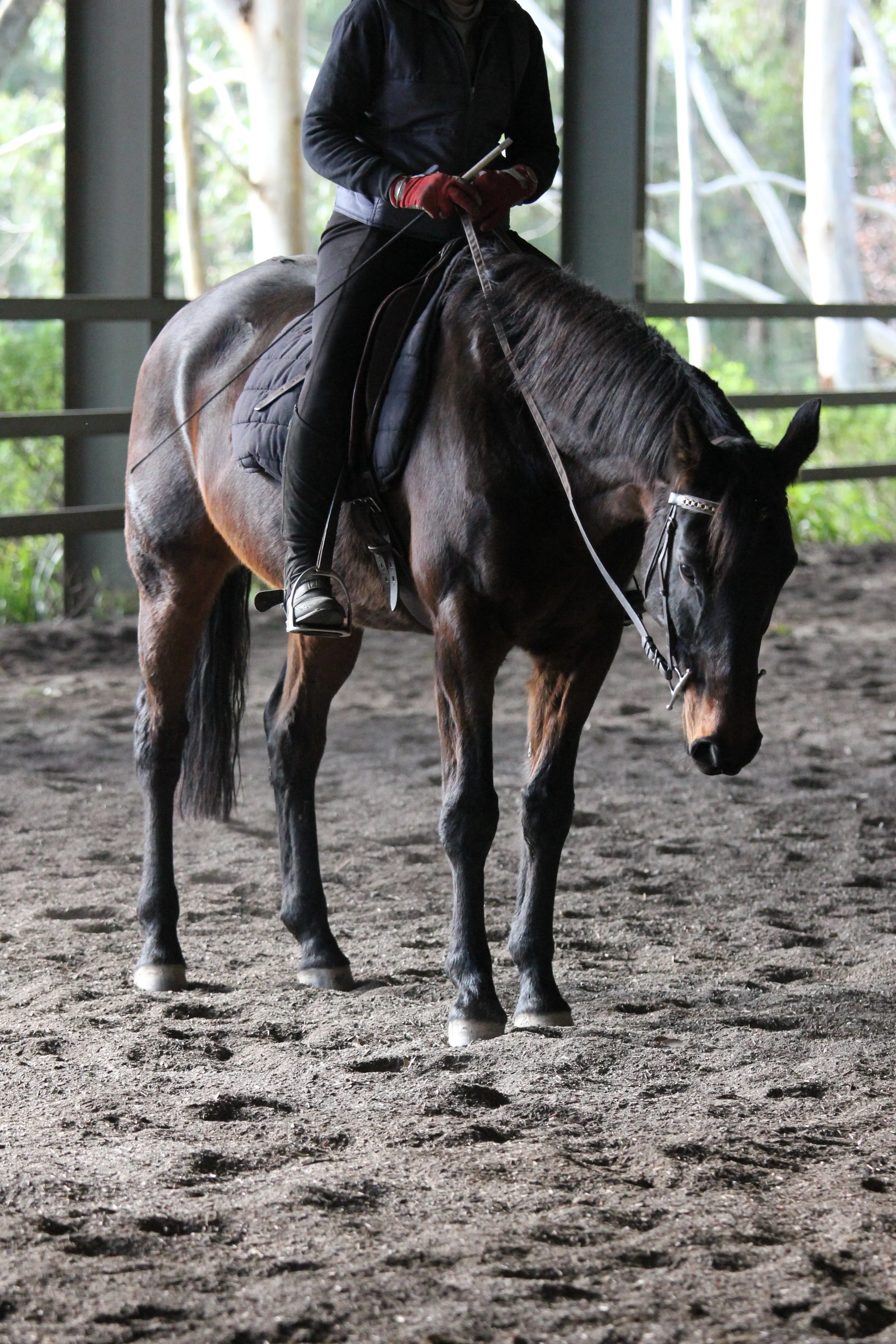 Leanne with Felix letting him have a big stretch after their riding session