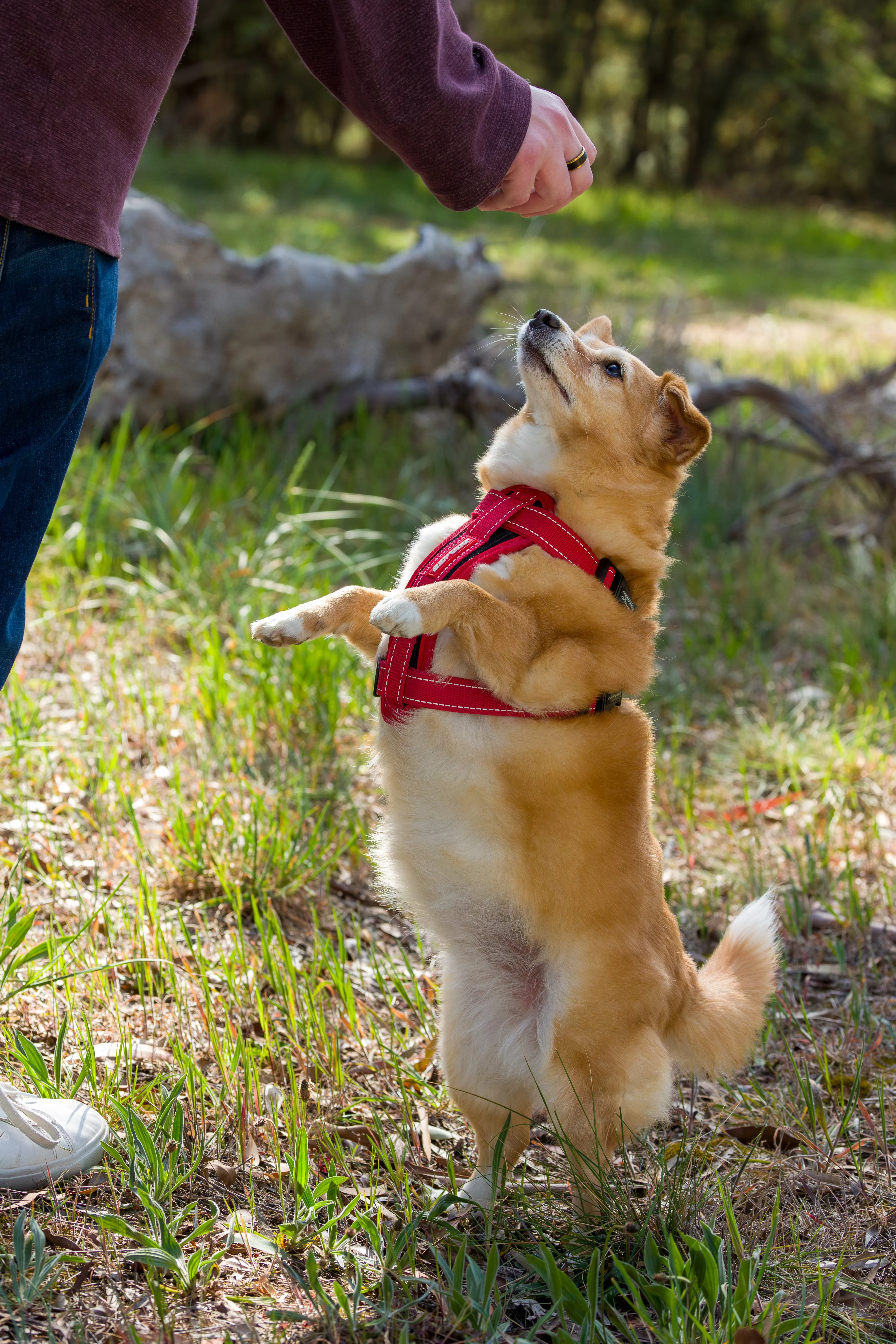 Photo of Indy taken during a Strictly Paws outdoor photoshoot