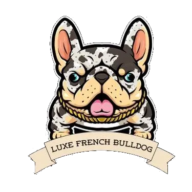 Luxe French Bulldog