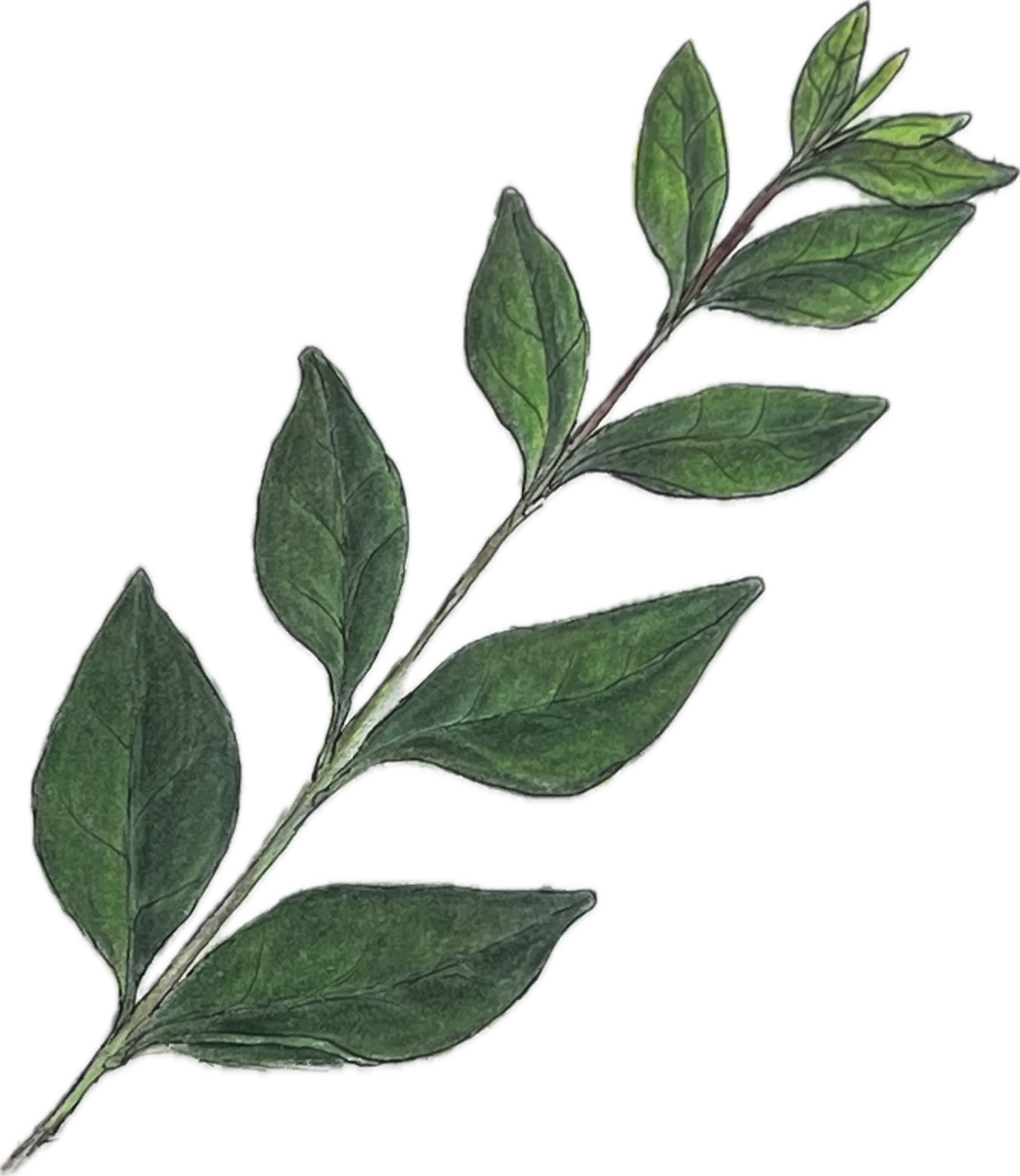 bianca-rathgeb-Blätter-illustration