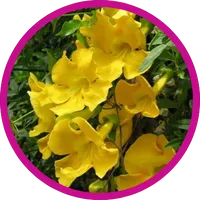 Cat’s Claw Extract