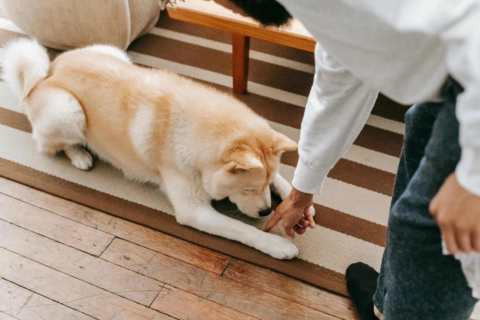 Dog practicing down stay during in home dog training session with owner rewarding calm behavior indoors