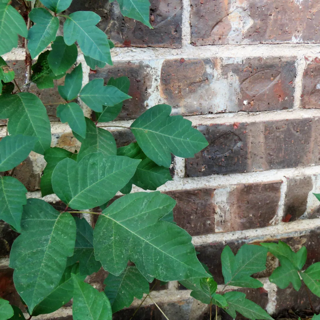 poison ivy removal homes