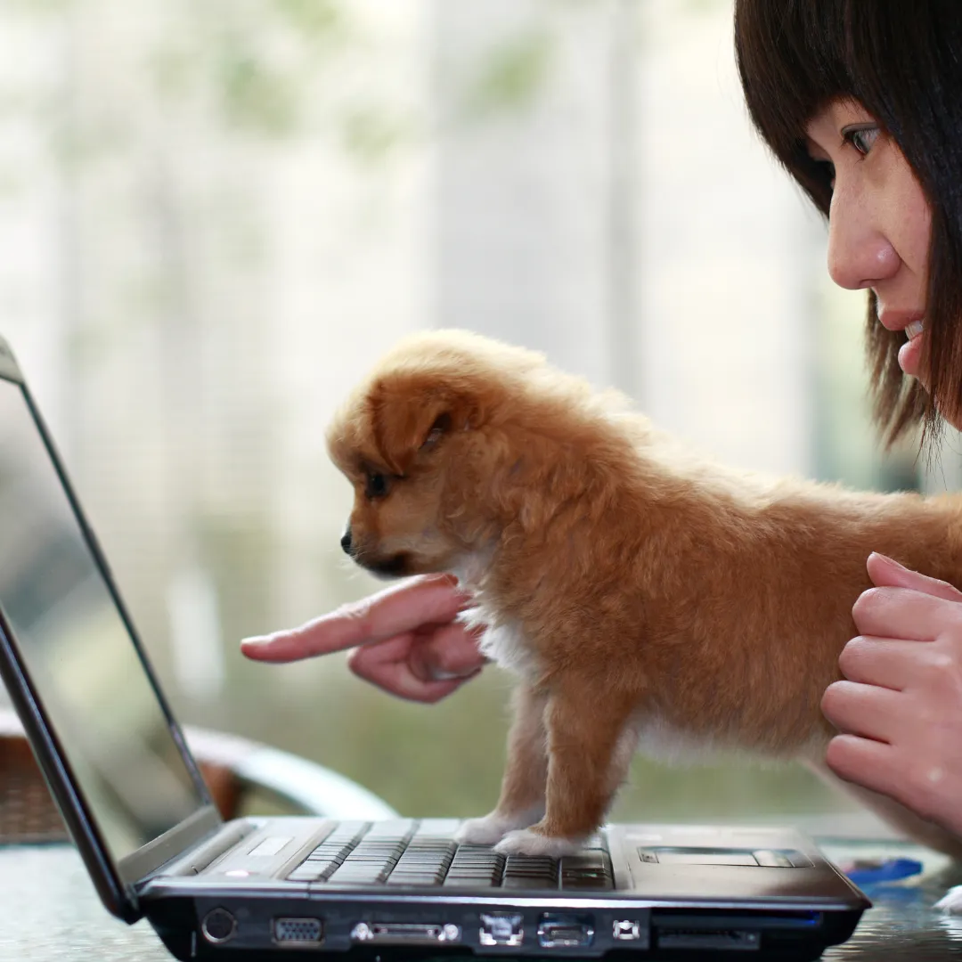 online training courses newmans dog training virtual training 