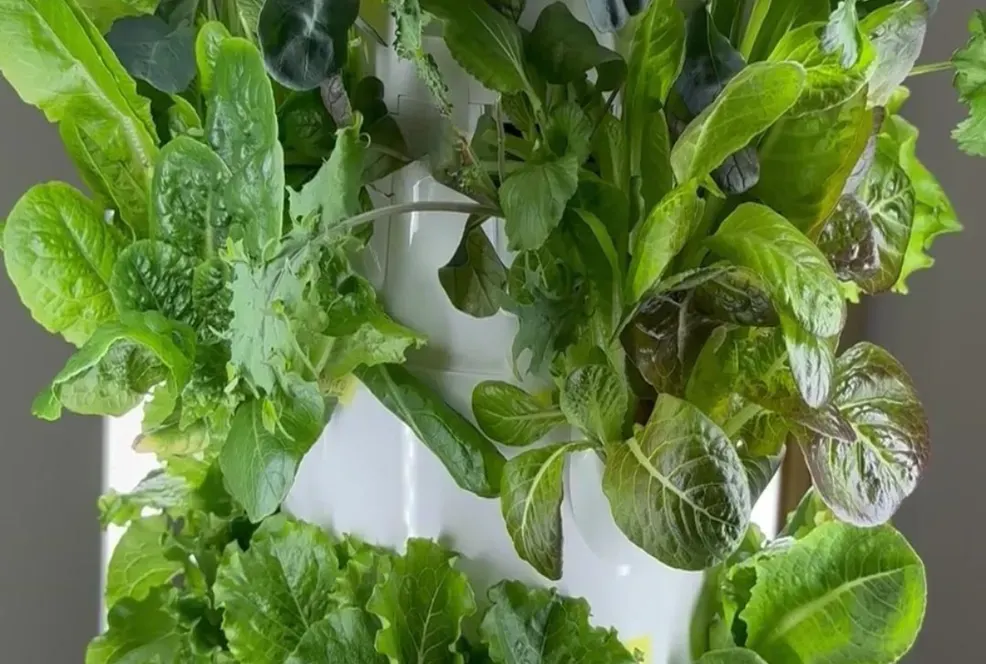 Tower Garden with nutrient-dense greens ready for harvest in vertical hydroponic gardening