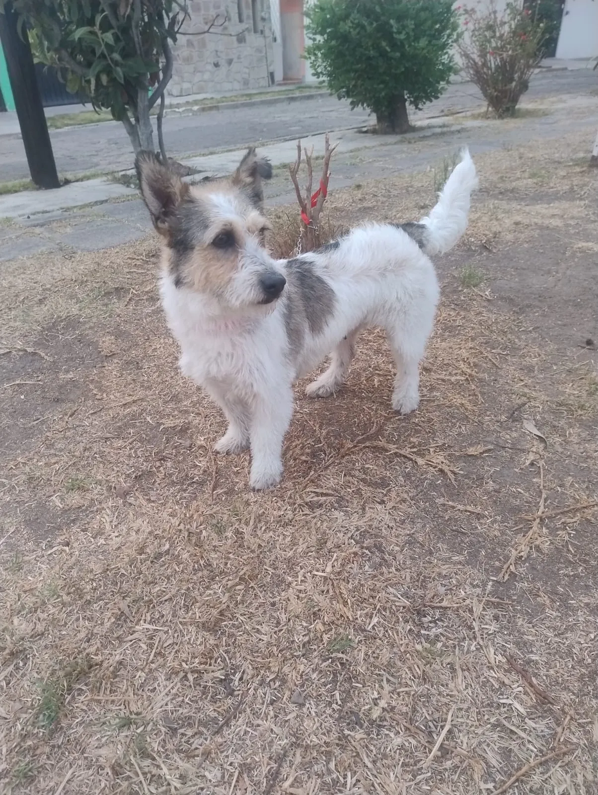 Pixie: White terrier mix standing on concrete, tail wagging. Affectionate and active; loves attention and walks.