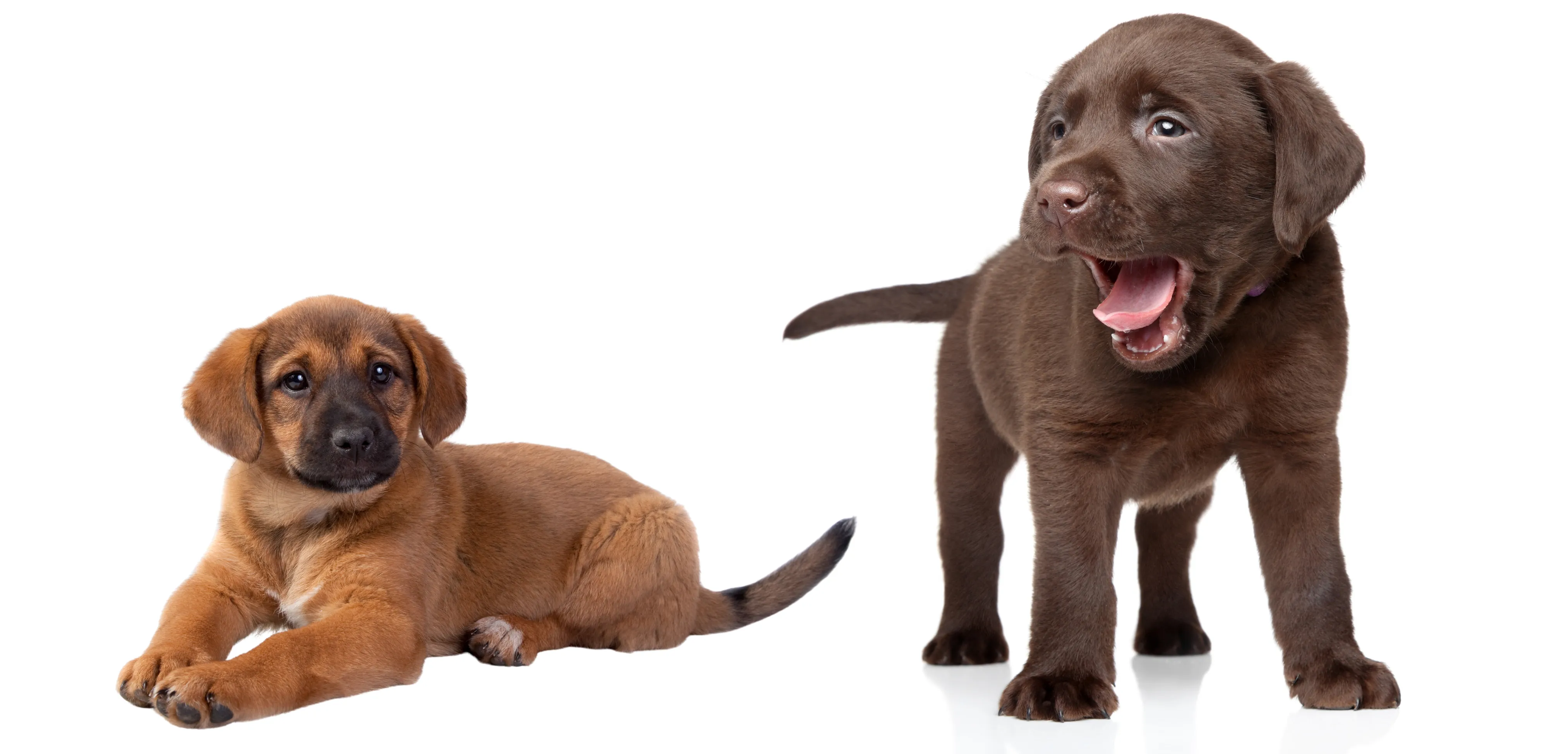 Chocolate lab puppy yawn, mstiff puppy down, Newman's Dog Training online dog training academy