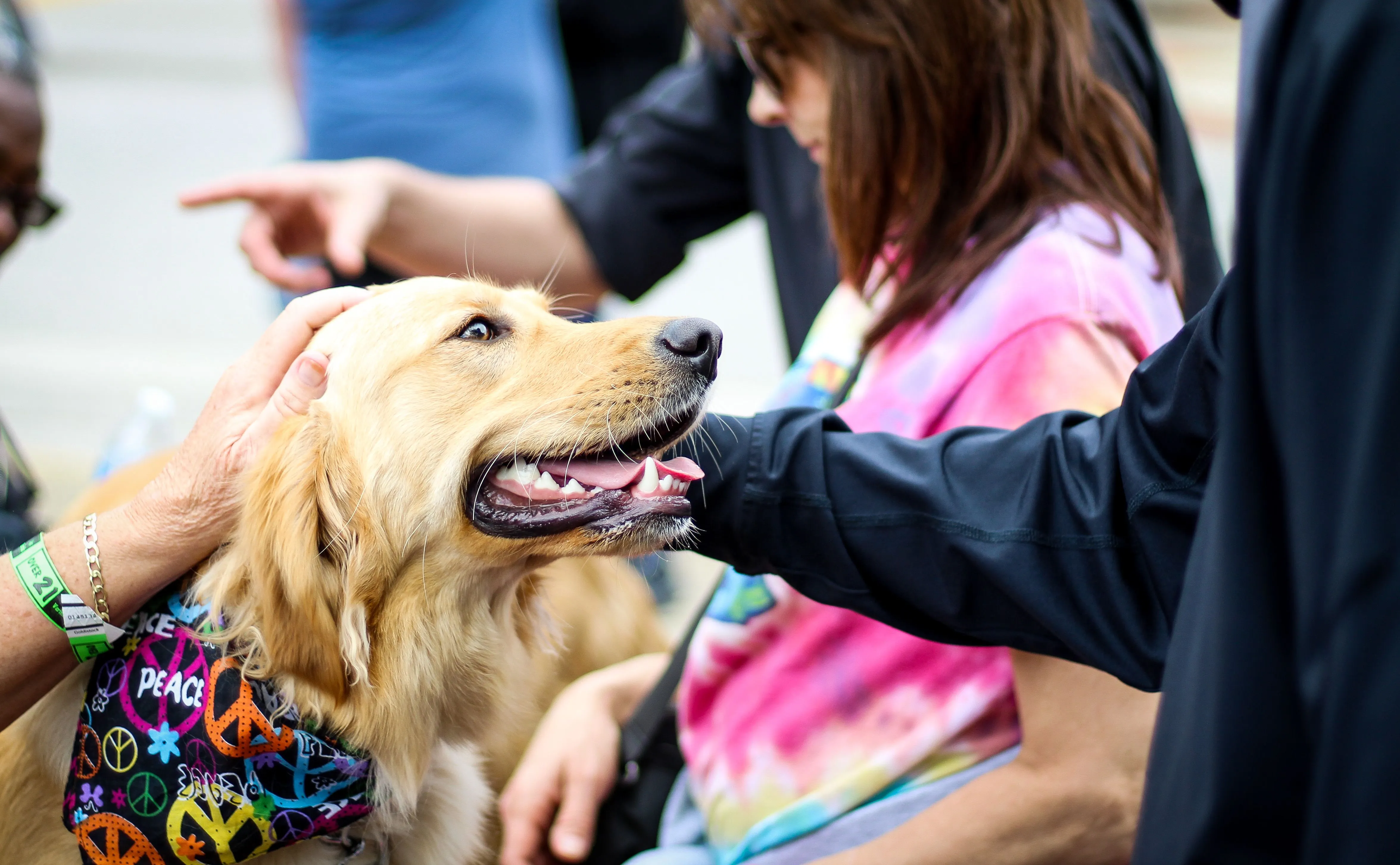 Friendly Golden Retriever enjoying attention from multiple people, showing the confident social behavior expected of a therapy dog candidate.