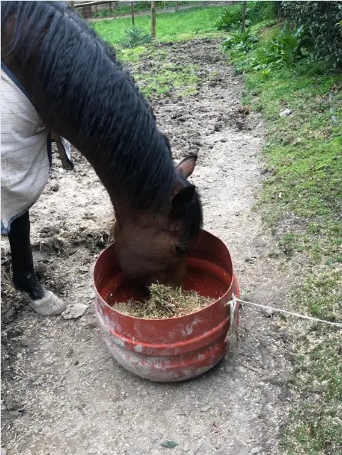 A horse in their paddock eating their well balanced breakfast feed