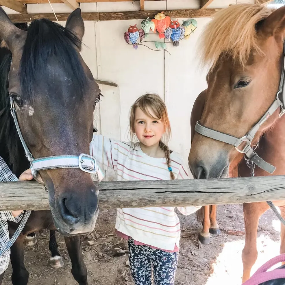 Nurture Creek Family Farm Stay Melbourne Victoria The Horses