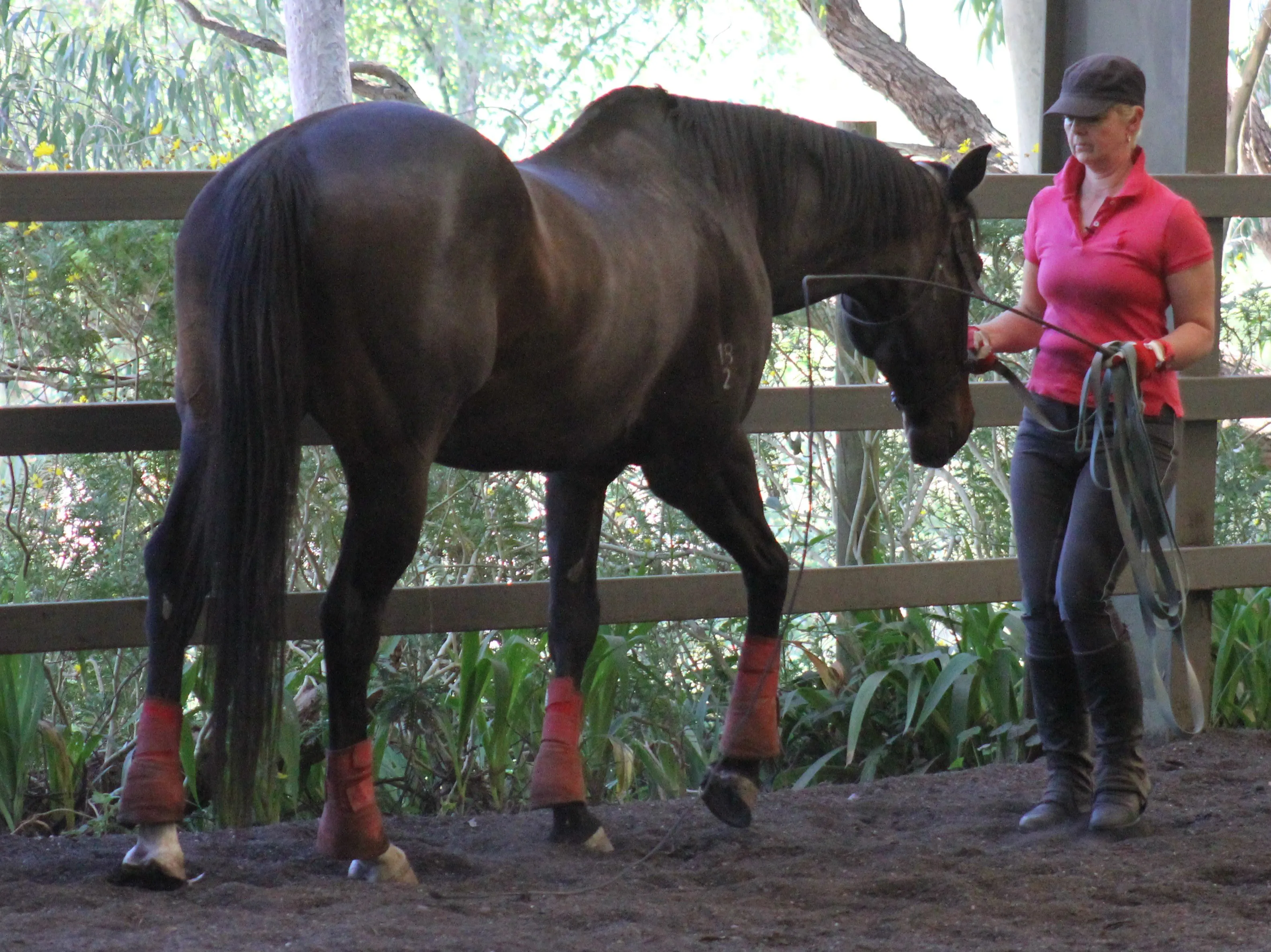 Mojo going through his cavesson work to encourage him to stretch his neck and push from his hind legs