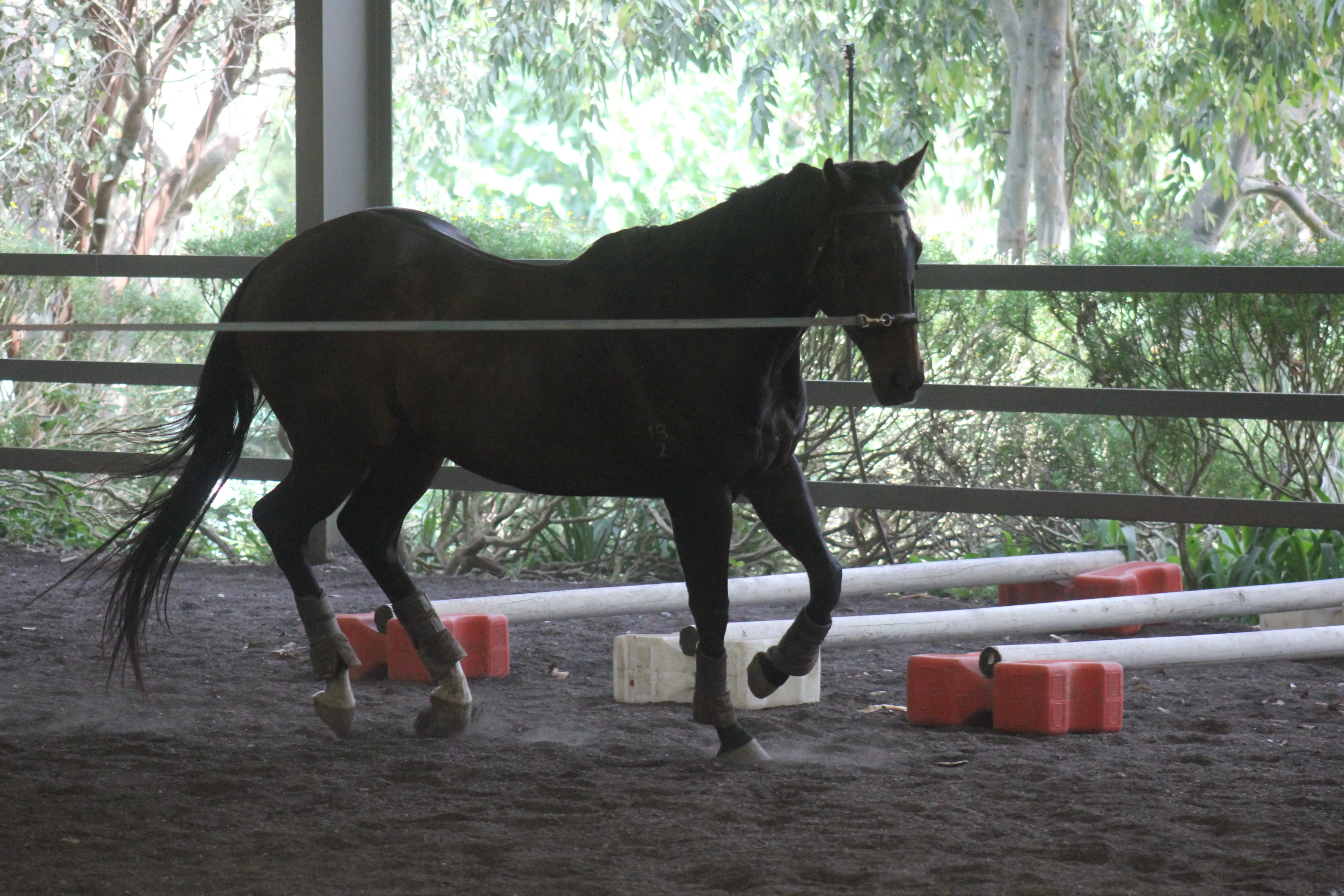 Mojo telescoping whilst cantering on the lunge