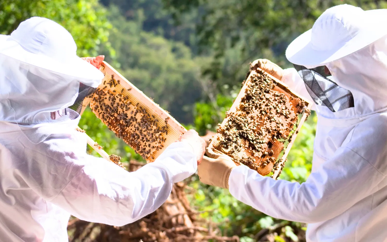 Guided tour at the apiary