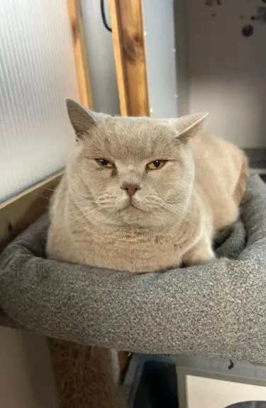 The Willows Cattery - Staines
