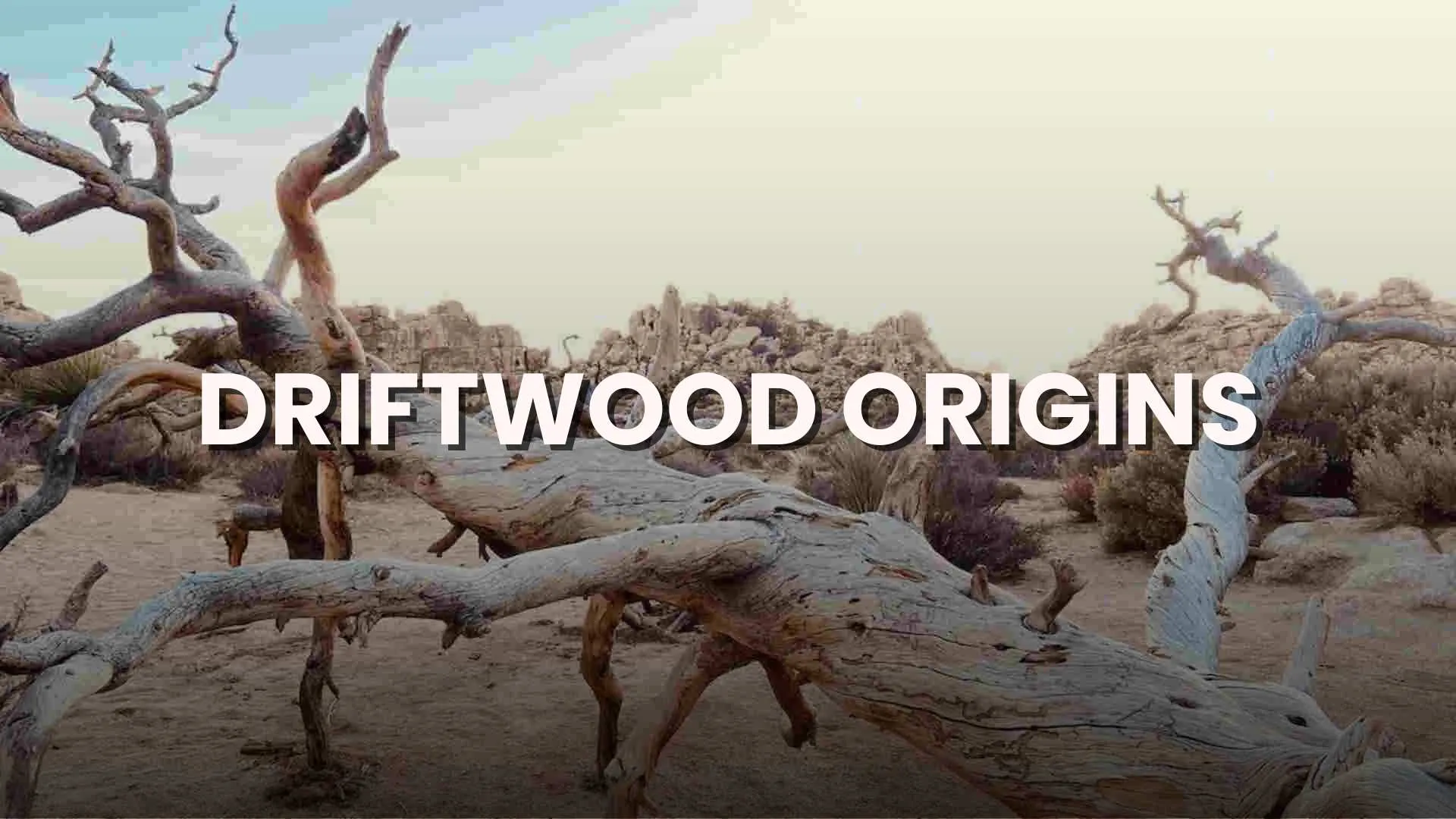 driftwood origins