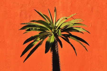 palm-tree-orange-wall