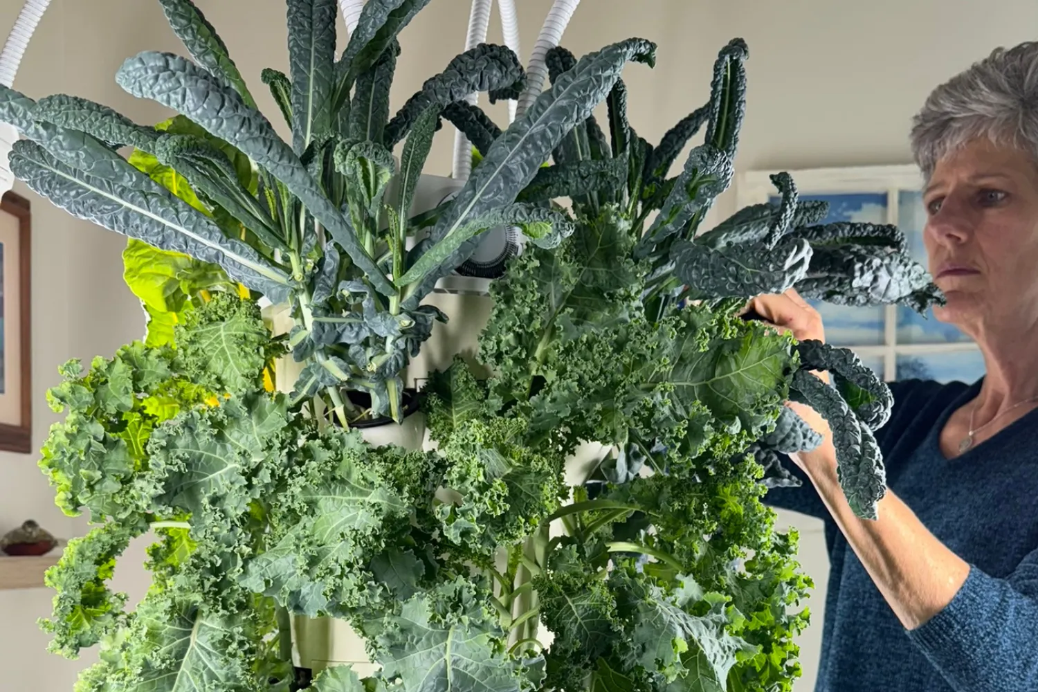 Harvesting fresh kale and leafy greens from an indoor Tower Garden hydroponic system.