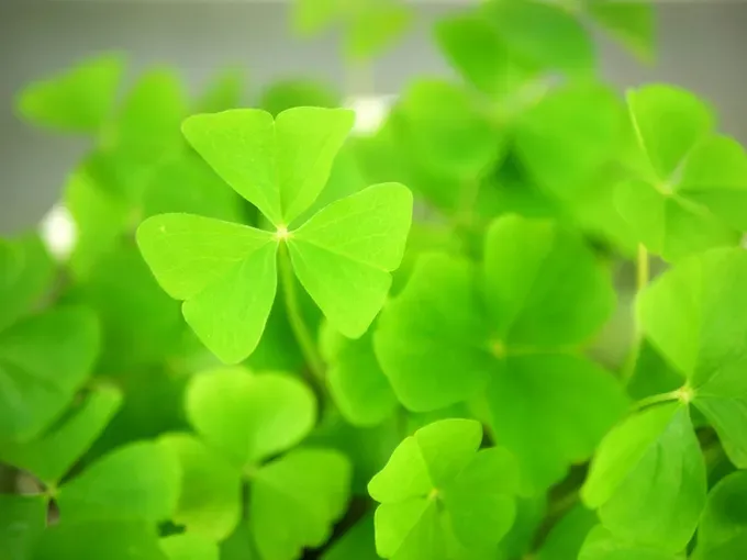 green lush lucky plants