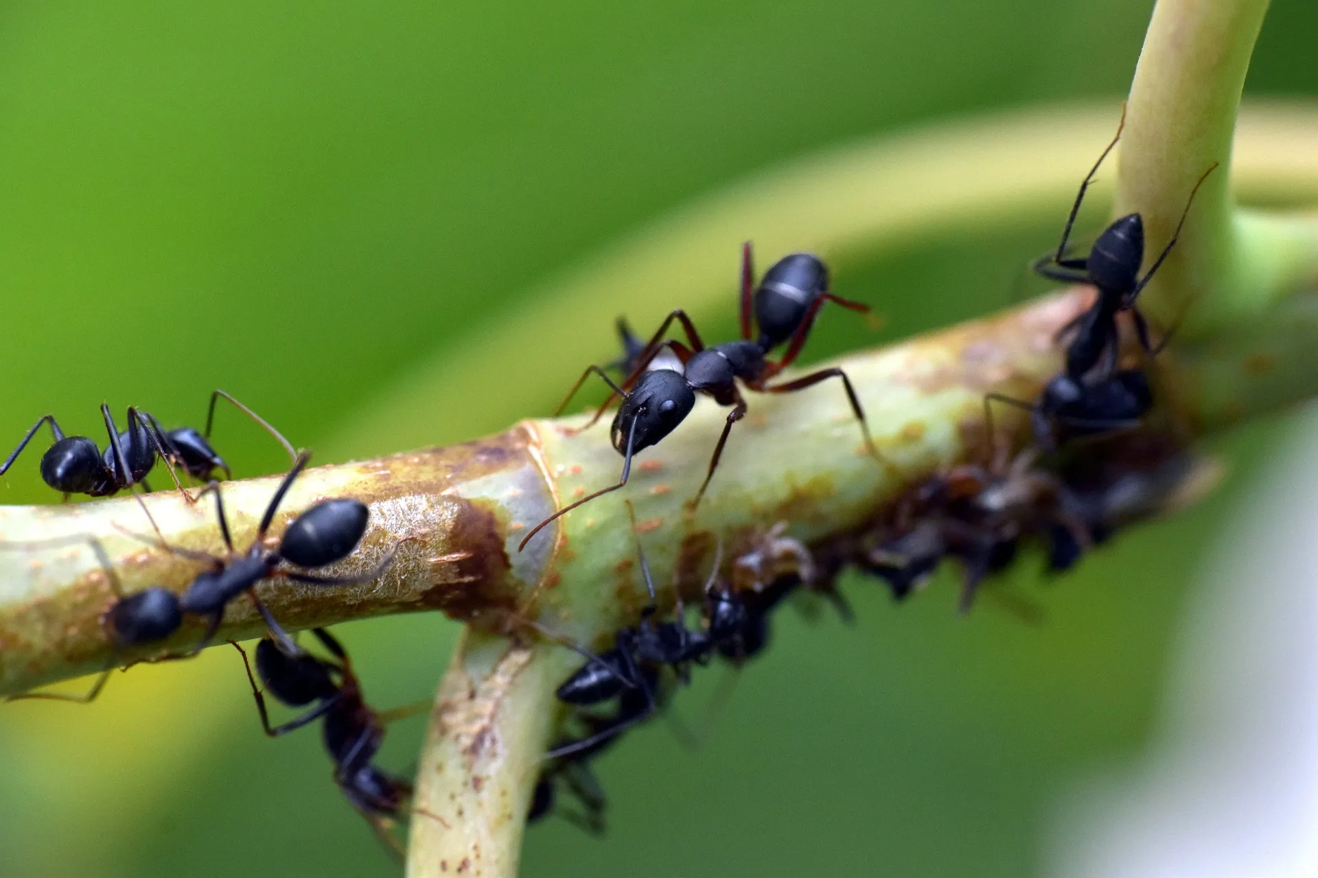 Ants, a pest most people would rather not have in their homes, can be deterred with peppermint essential oil.