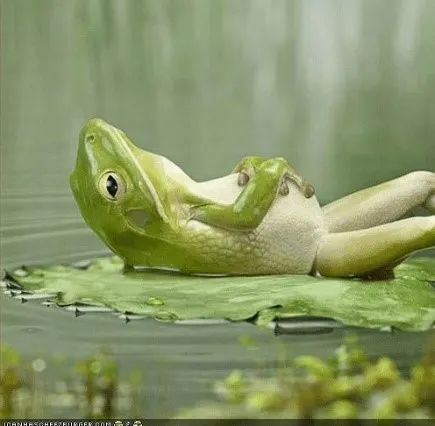 Chilled Frog