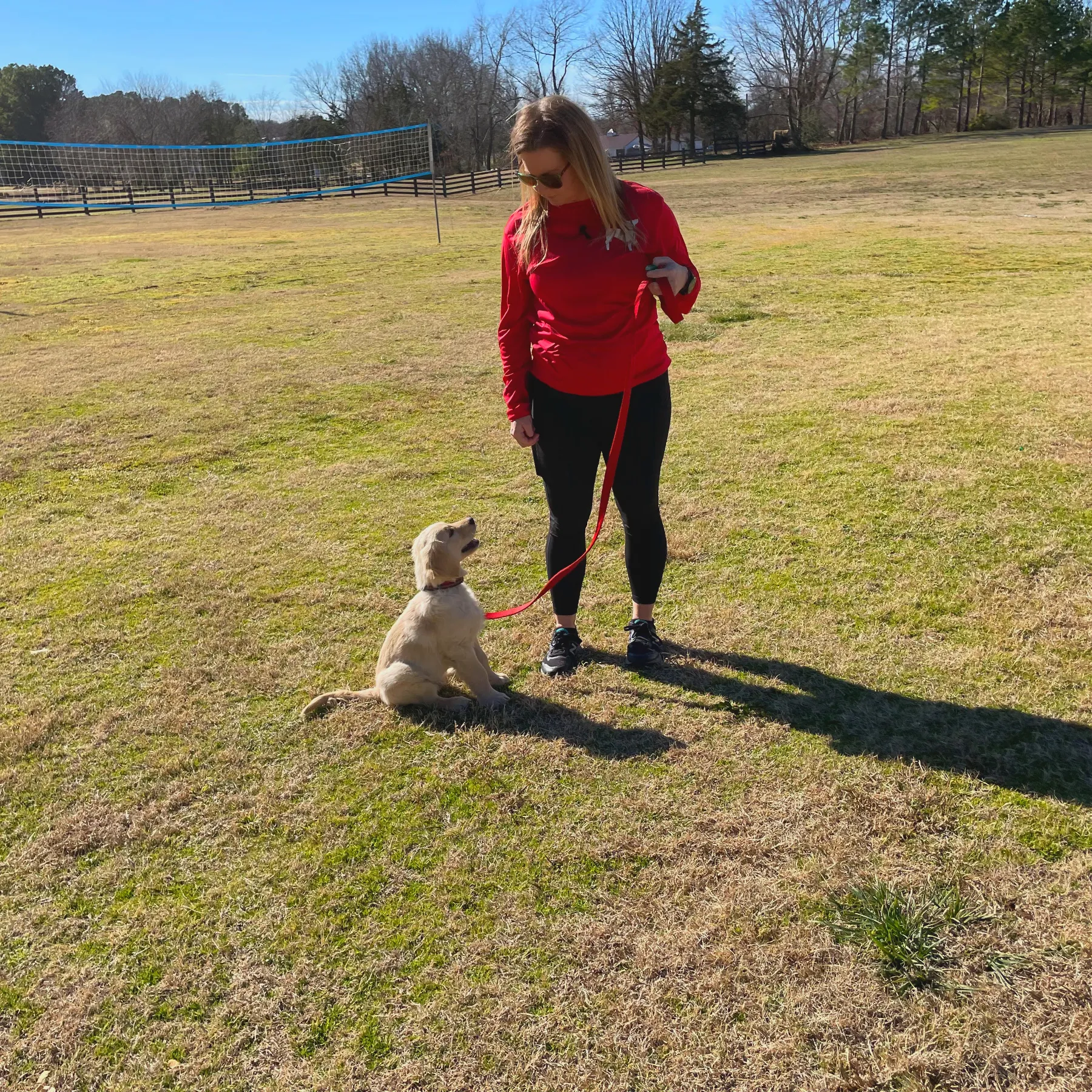 Jena Newman puppy leash training sit golden retriever Goshen AR Newman's Dog Training