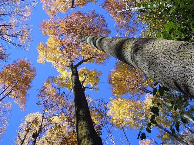 Looking up tree trunks at fall trees