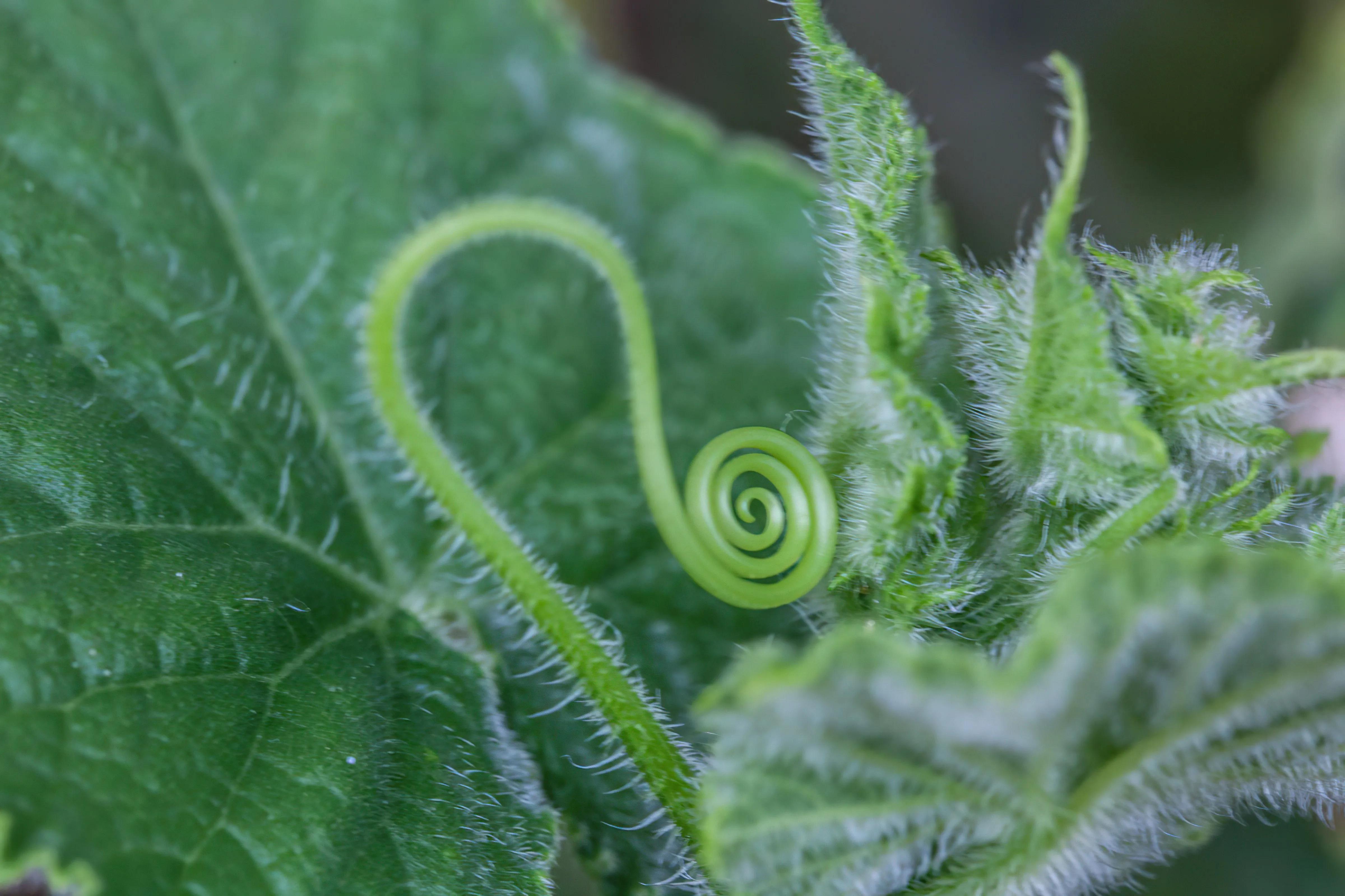 fern fiddlehead logarithmic spiral