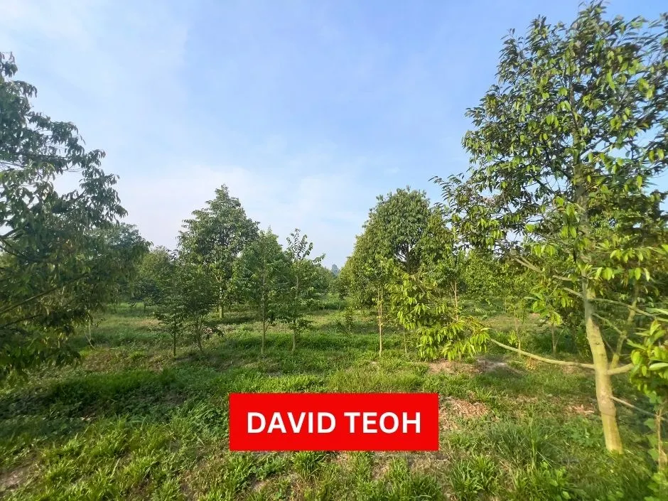 agriculture land for sale at taman wellesley sungai jawi