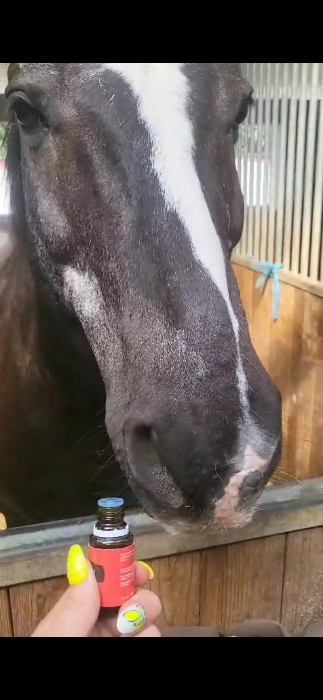Pferd in der Box riecht an ätherischen Ölen Tieraromatherapie Dunker in Mühldorf