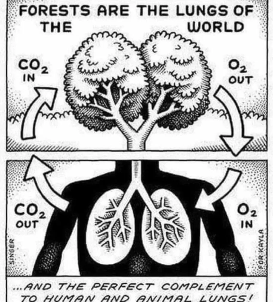 Forests & Animal lungs