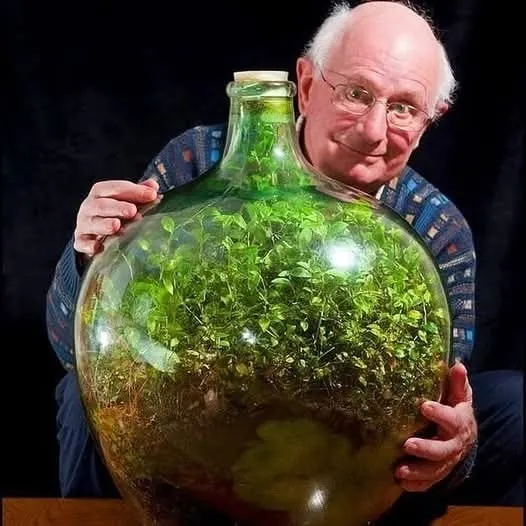 In 1960, David Latimer planted a tiny garden inside of a large glass bottle and sealed it shut. He opened the bottle 12 years later in 1972 to add some water and then sealed it for good. The self contained ecosystem has flourished for nearly 60 years. For those who are wondering how this is even possible: the garden is a perfectly balanced and self-sufficient ecosystem. The bacteria in the compost eats the dead plants and breaks down the oxygen that is released by the plants, turning it into carbon dioxide, which is needed for photosynthesis. The bottle is essentially a microcosm of earth.