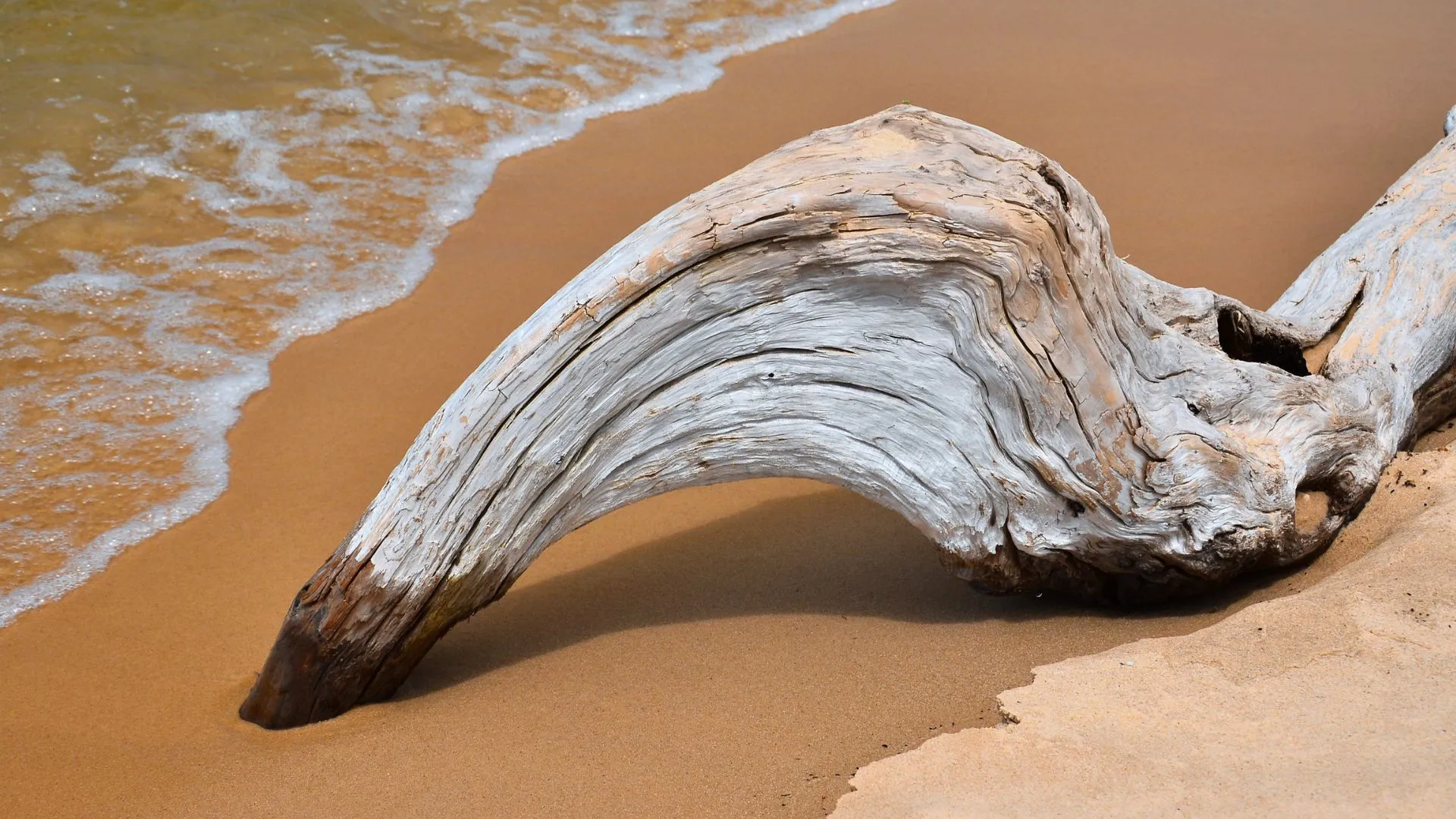 saltwater driftwood in the shore